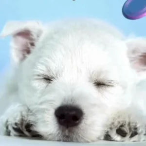 仔犬が見る夢（犬の歌）