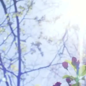 Under the Beautiful Sunshine